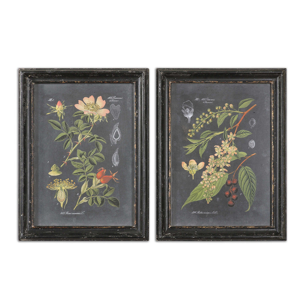 Midnight Botanicals Framed Prints, Set of 2 Accessories Uttermost   