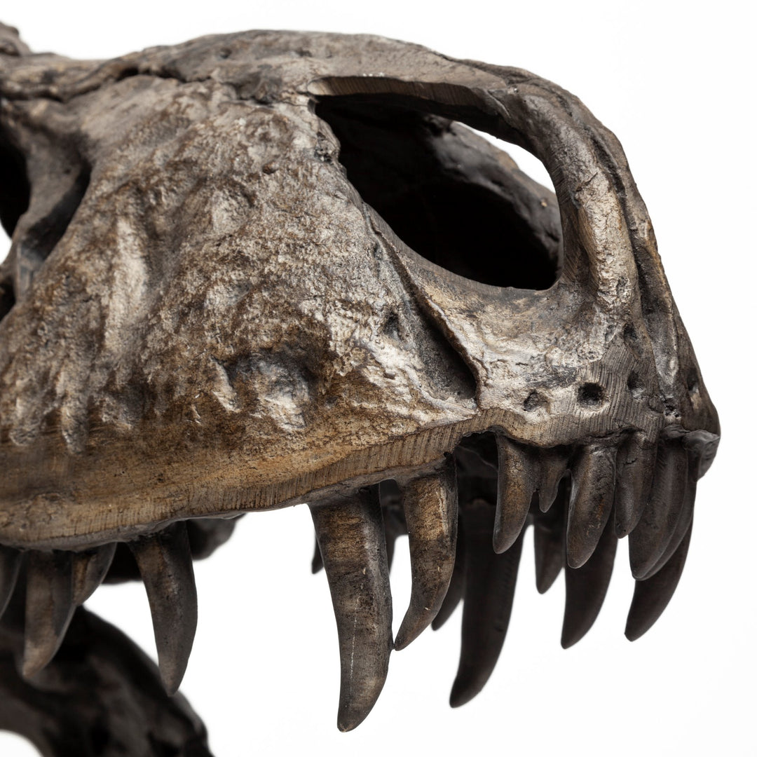 Lagrane 19L x 11W Brown Resin Tyrannosaurus T Rex Dinosaur Skull Replica Decor Mercana