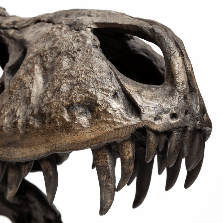 Lagrane 19L x 11W Brown Resin Tyrannosaurus T Rex Dinosaur Skull Replica Decor Mercana