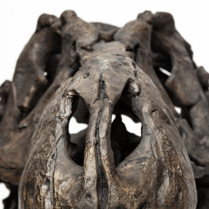 Lagrane 19L x 11W Brown Resin Tyrannosaurus T Rex Dinosaur Skull Replica Decor Mercana