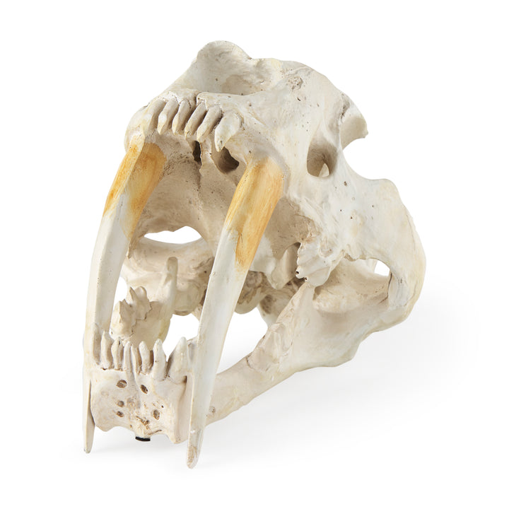 Fozzil 9L x 9W Resin Sabretooth Skull Replica Decor Mercana