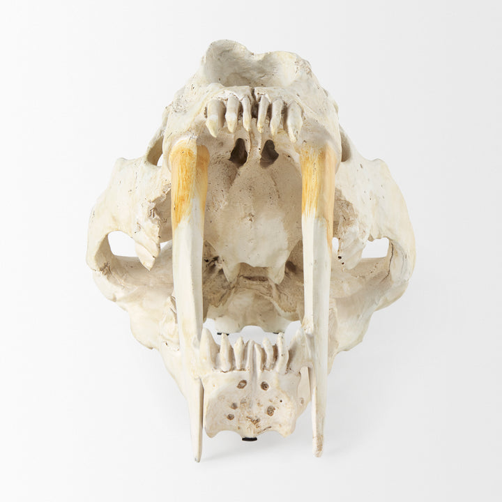 Fozzil 9L x 9W Resin Sabretooth Skull Replica Decor Mercana