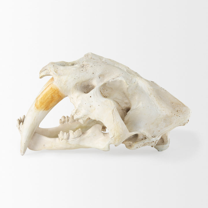 Fozzil 9L x 9W Resin Sabretooth Skull Replica Decor Mercana