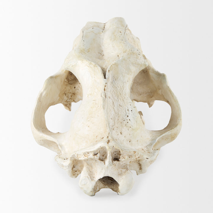 Fozzil 9L x 9W Resin Sabretooth Skull Replica Decor Mercana