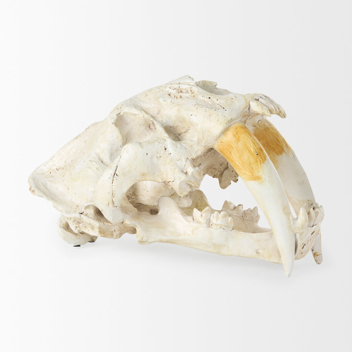Fozzil 9L x 9W Resin Sabretooth Skull Replica Decor Mercana