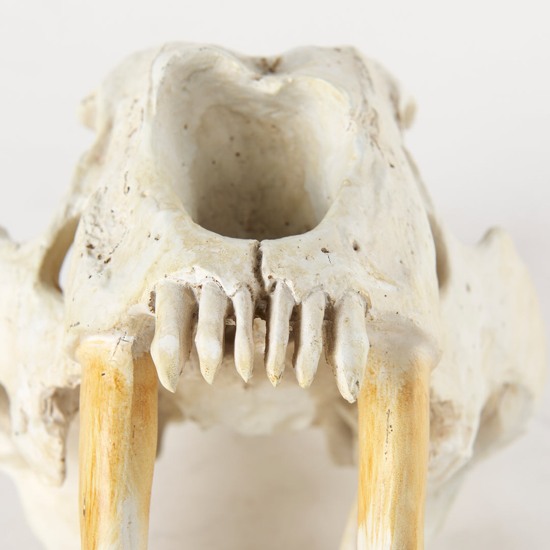 Fozzil 9L x 9W Resin Sabretooth Skull Replica Decor Mercana