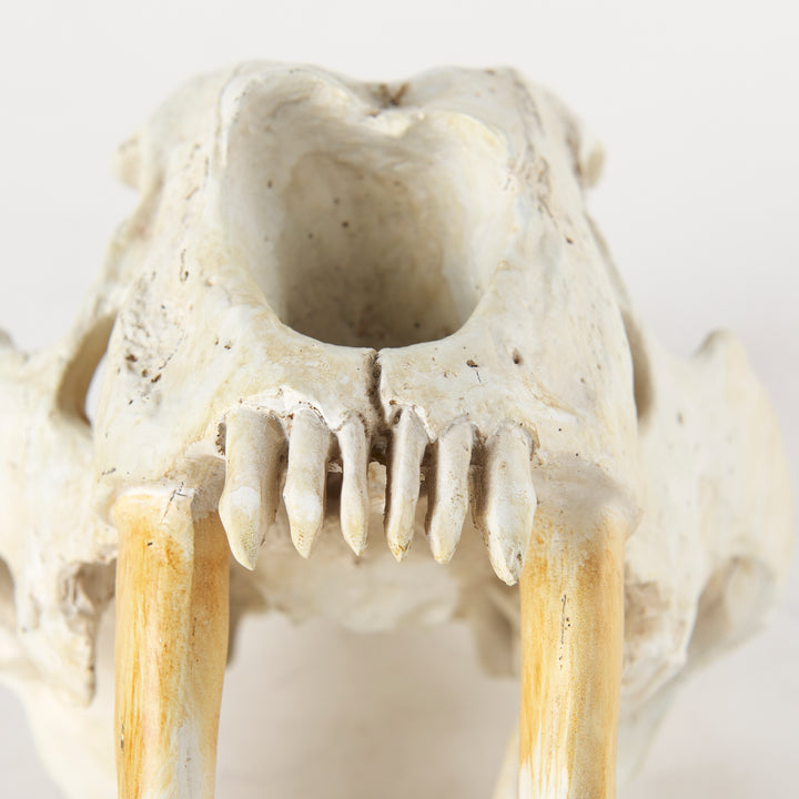 Fozzil 9L x 9W Resin Sabretooth Skull Replica Decor Mercana