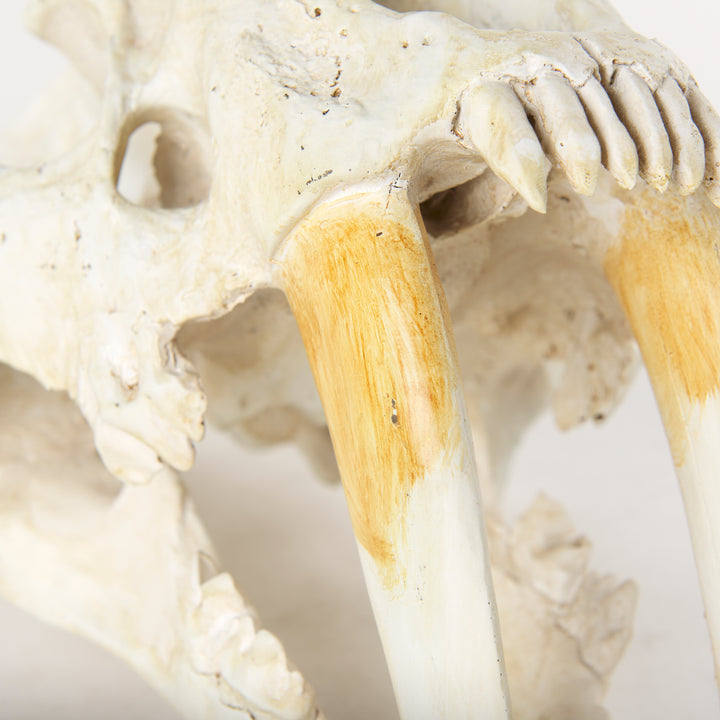 Fozzil 9L x 9W Resin Sabretooth Skull Replica Decor Mercana
