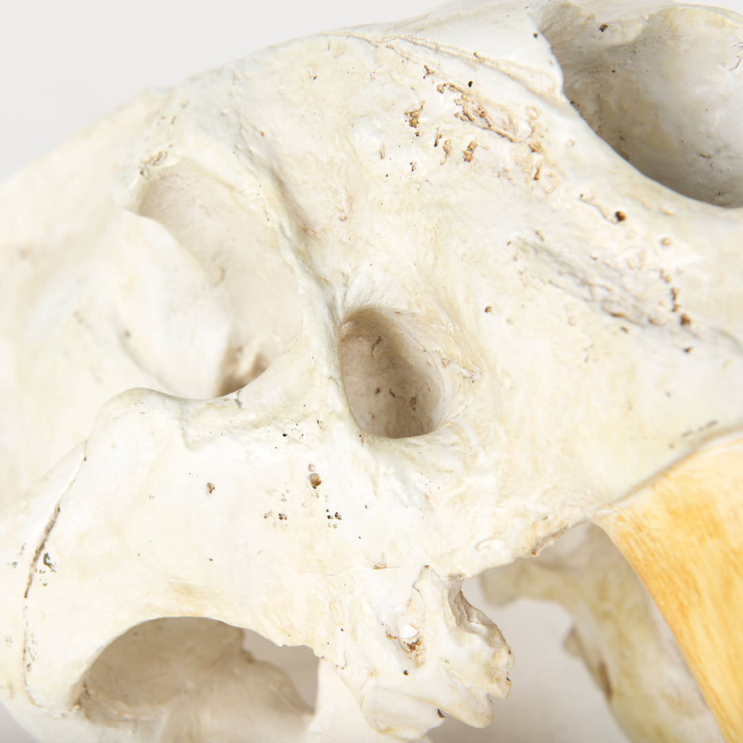 Fozzil 9L x 9W Resin Sabretooth Skull Replica Decor Mercana