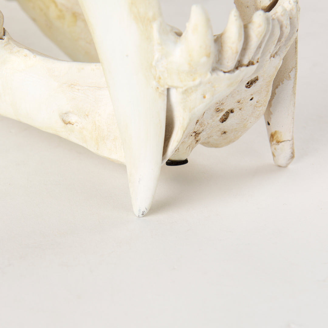 Fozzil 9L x 9W Resin Sabretooth Skull Replica Decor Mercana