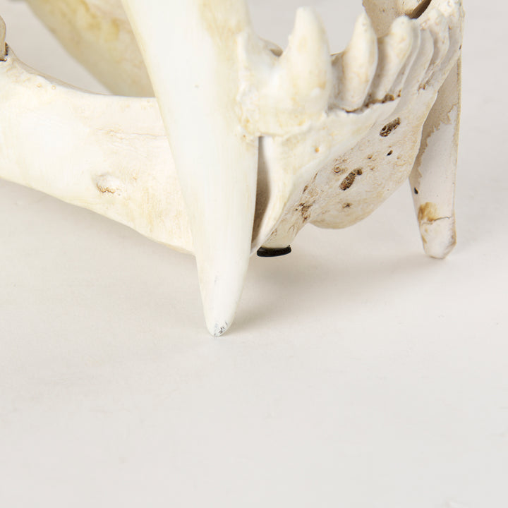 Fozzil 9L x 9W Resin Sabretooth Skull Replica Decor Mercana