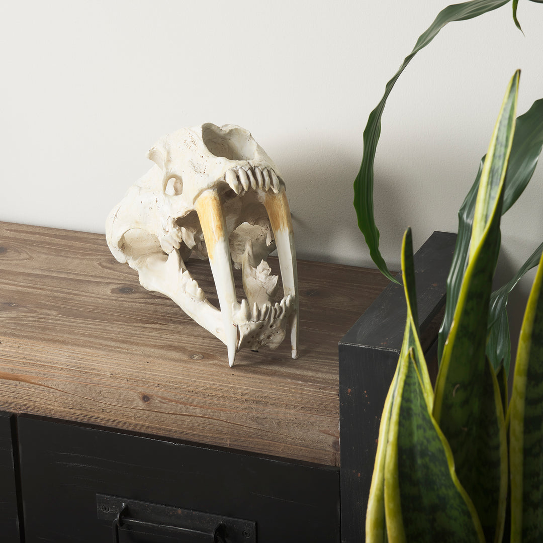 Fozzil 9L x 9W Resin Sabretooth Skull Replica Decor Mercana