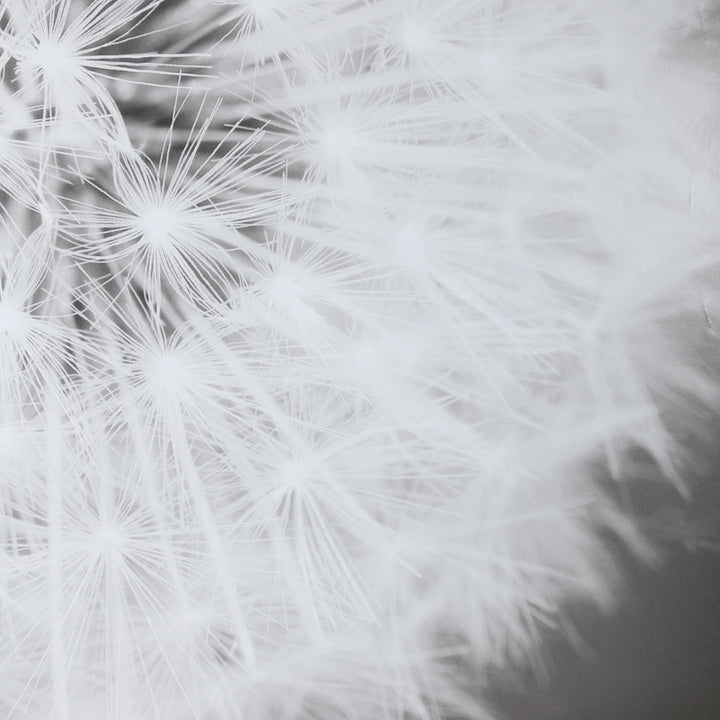 Dandelion Seedhead Framed Print Accessories Uttermost