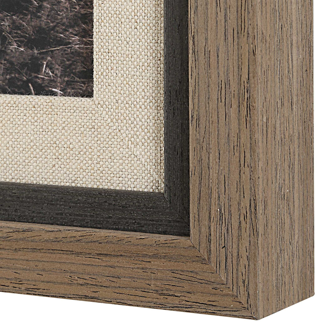 King Of The Hill Framed Bovine Print Accessories Uttermost
