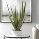 Evarado Aloe Planter Accessories Uttermost