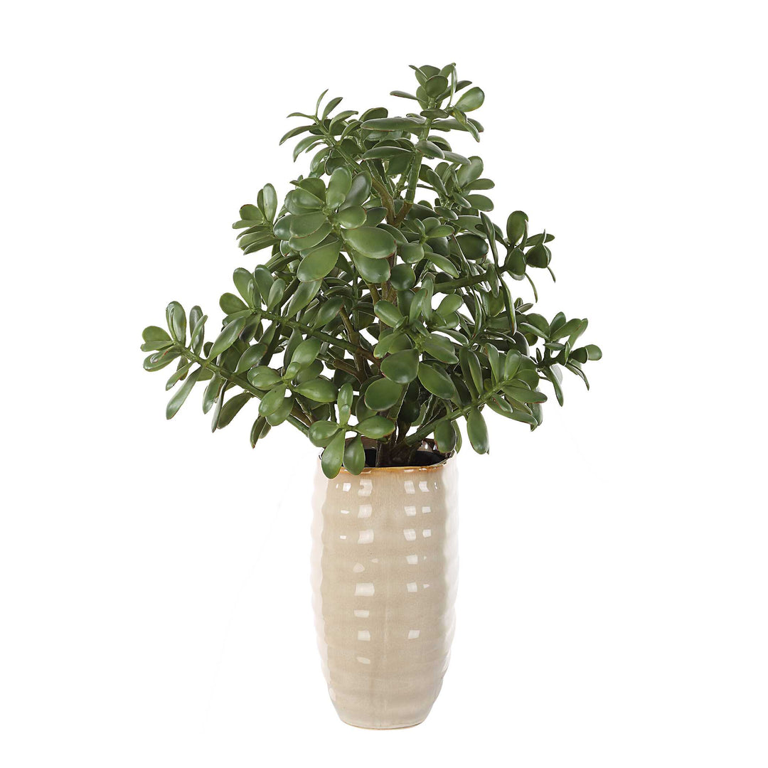 Crassula Jade Accent Plant Accessories Uttermost