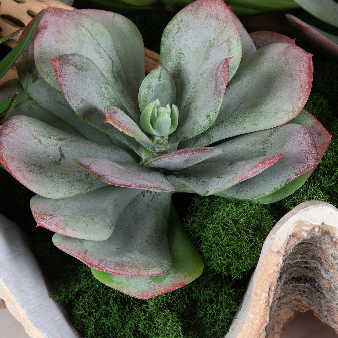 Seaside Breeze Succulents Accessories Uttermost