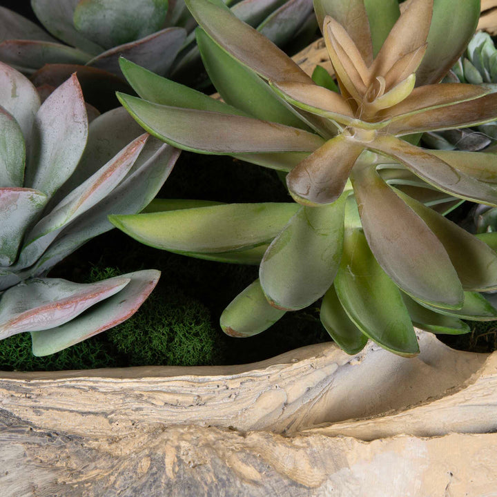 Seaside Breeze Succulents Accessories Uttermost