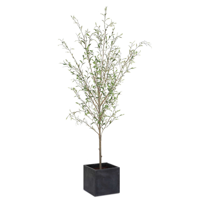 Abundance Potted Olive Tree Accessories Uttermost