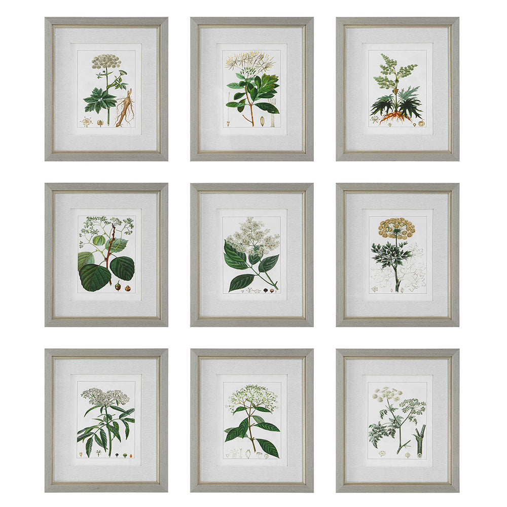 Antique Botanicals Framed Prints, Set of 9 Accessories Uttermost   
