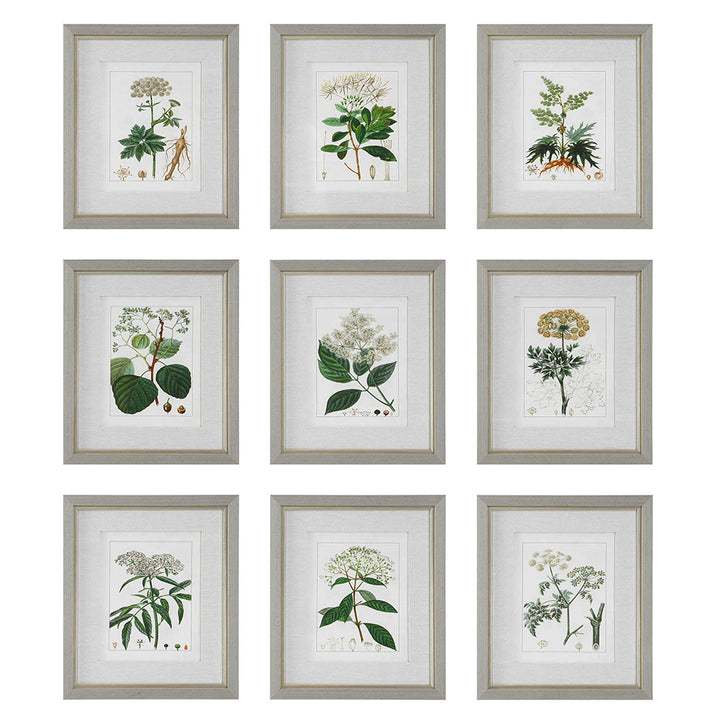 Antique Botanicals Framed Prints, Set of 9 Accessories Uttermost   