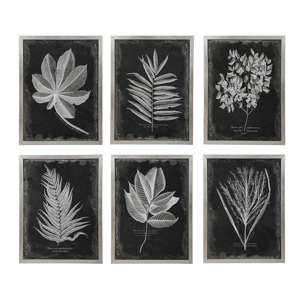 Foliage Framed Prints, Set of 6 Accessories Uttermost   